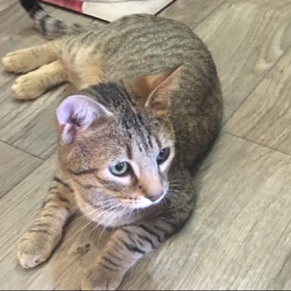 Meet your Posher, Shannon - Picture 1 of 1